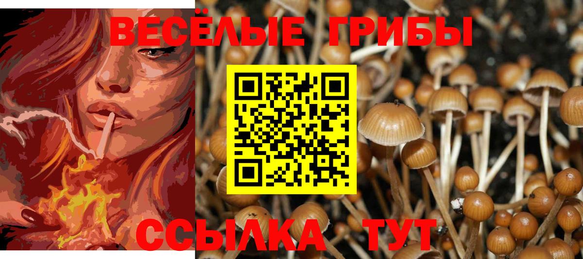 Богородицк  где найти наркотики  Вход с VPN  Галлюциногенные грибы Psilocybe  Псилоцибиновые грибы Cubensis 